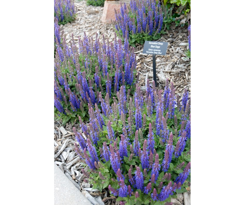 Sensation Deep Blue Sage